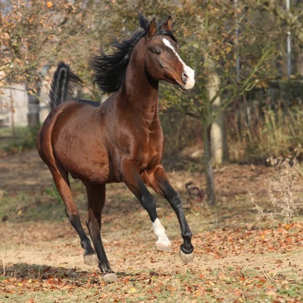 arabian-horse-mare-stallion-riding-2025-04-28-12-50-53-utc.jpg